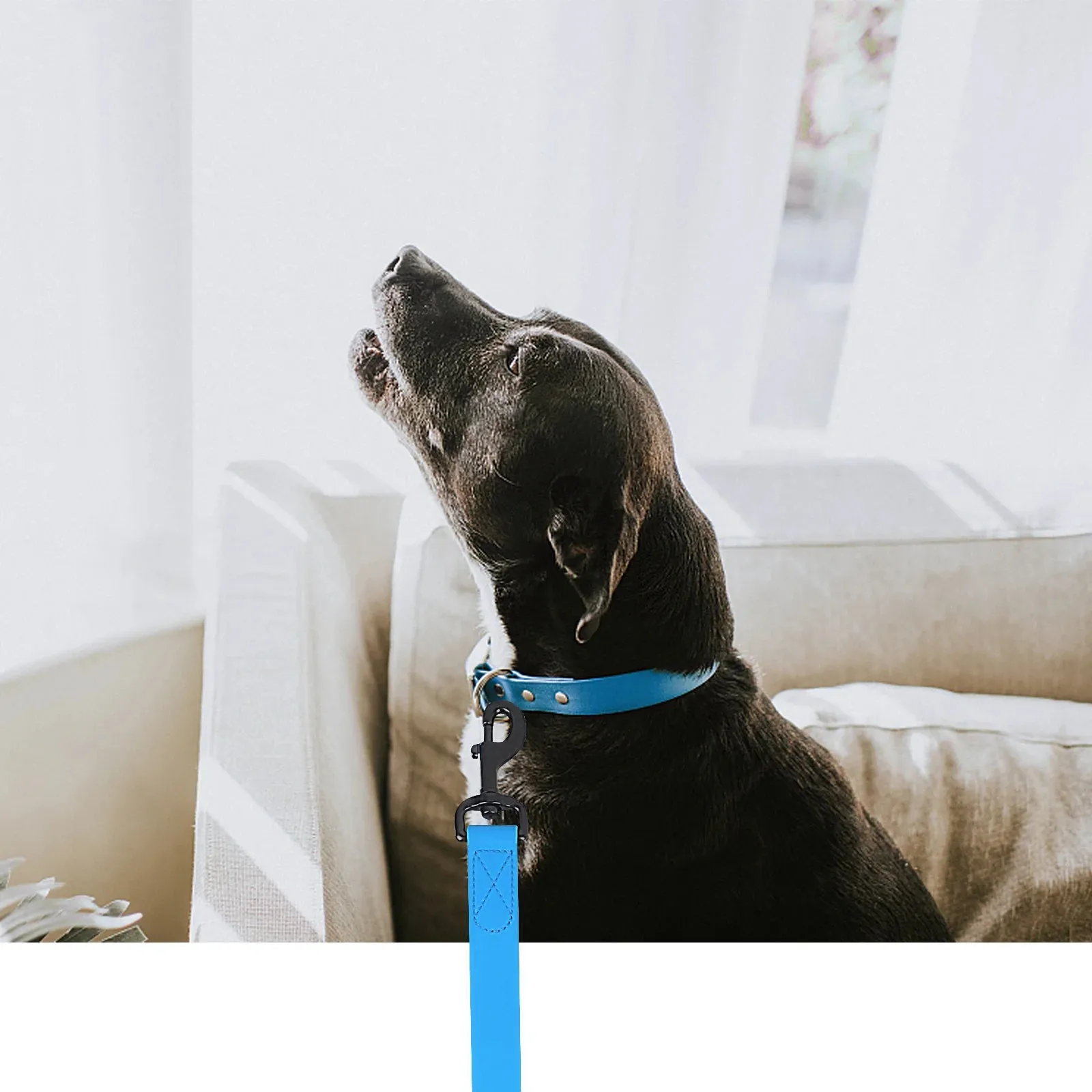 Durable Multicolor PVC Dog Leash